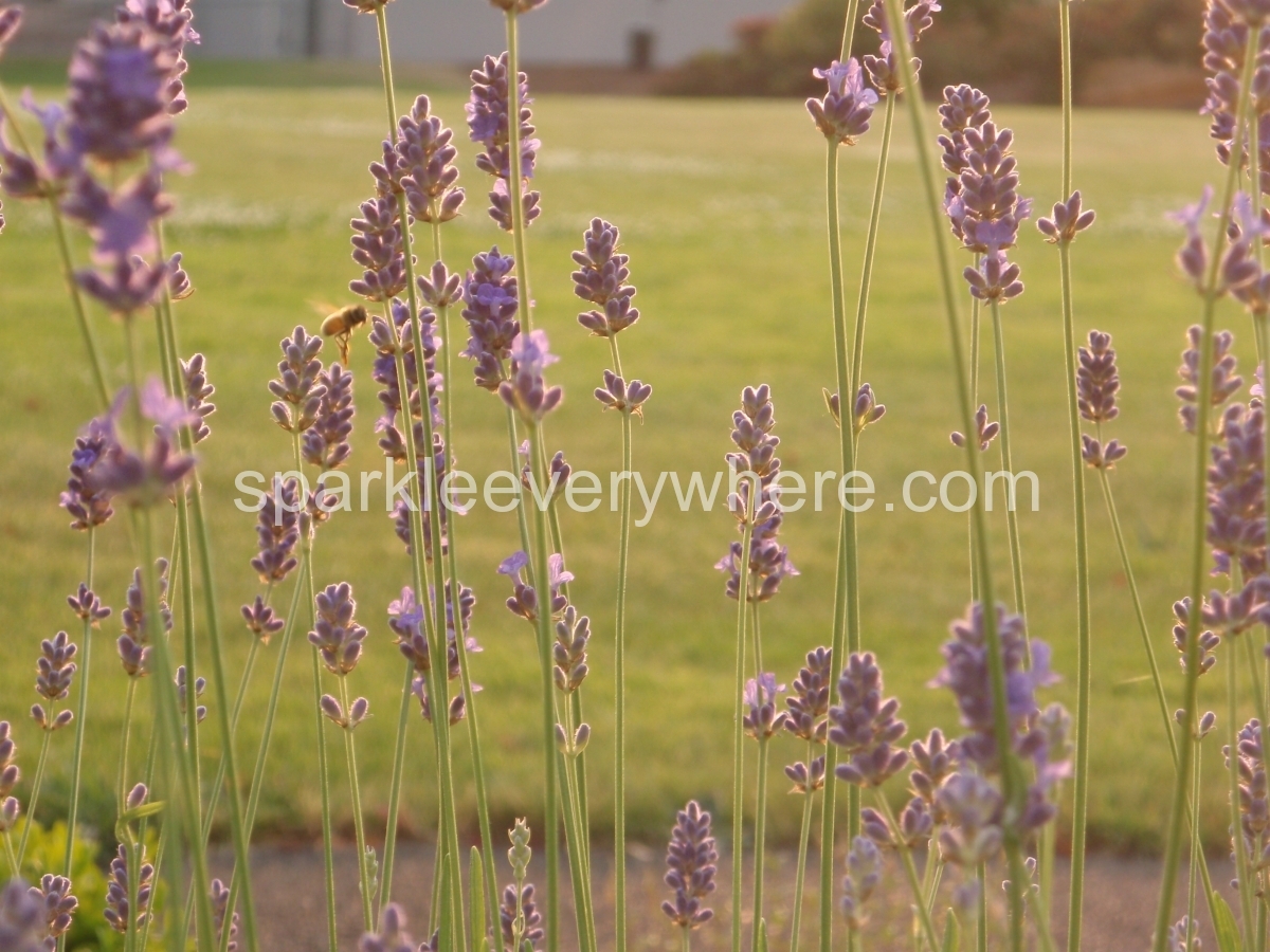 bee in the lavender                 